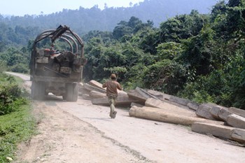 Part of the seized wood that was illicitly chopped down in Ha Tinh Province (Photo: SGGP)